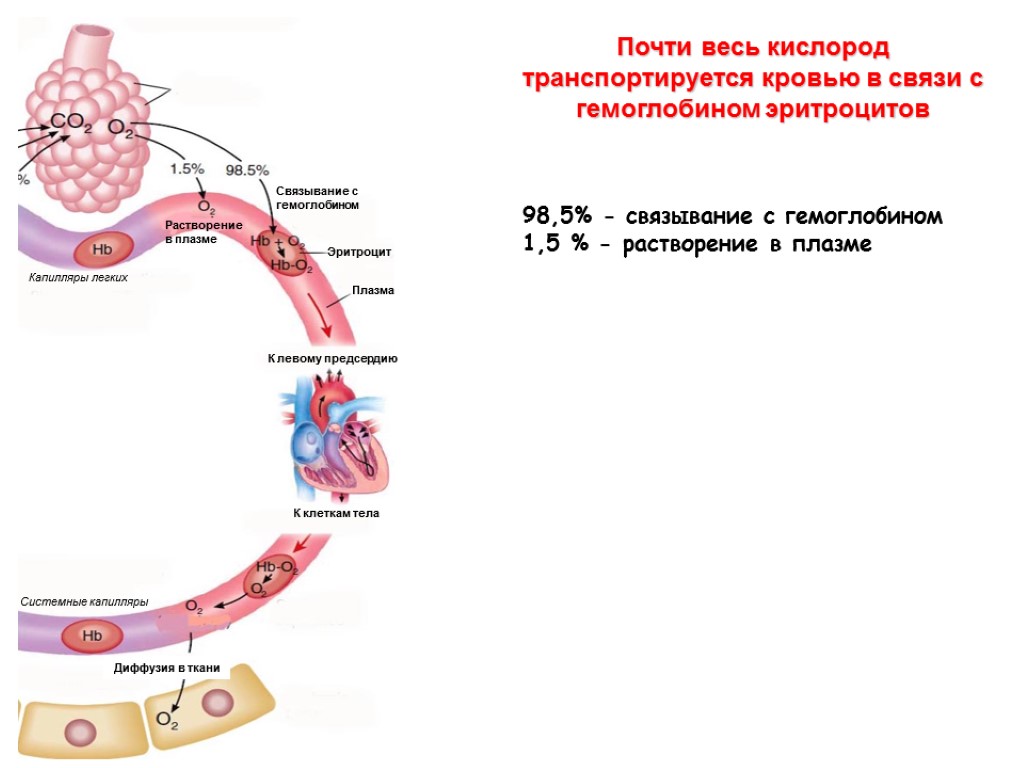 Почти весь кислород транспортируется кровью в связи с гемоглобином эритроцитов 98,5% - связывание с